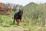 BEAUCERON 373